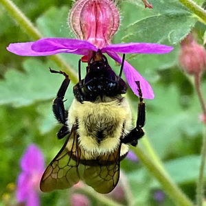 Meet your Posher, Heidi